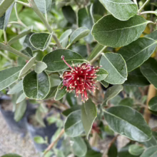 Feijoa sellowiana ‘Opal Star’ (Feijoa) flower.