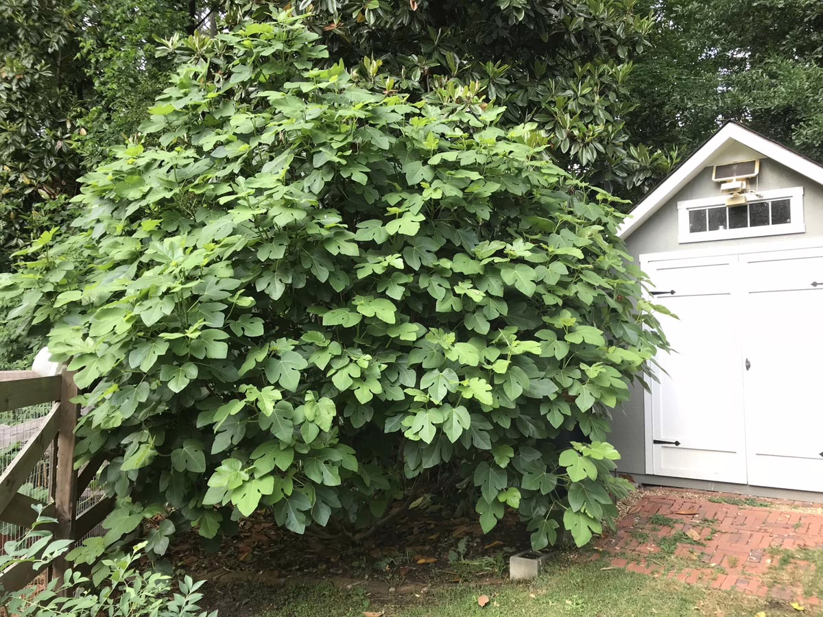 Lush fig tree overflowing with green leaves, dwarfing a small shed with white doors. The tree sits beside a brick path and wooden fence, adding a touch of nature to the backyard.
