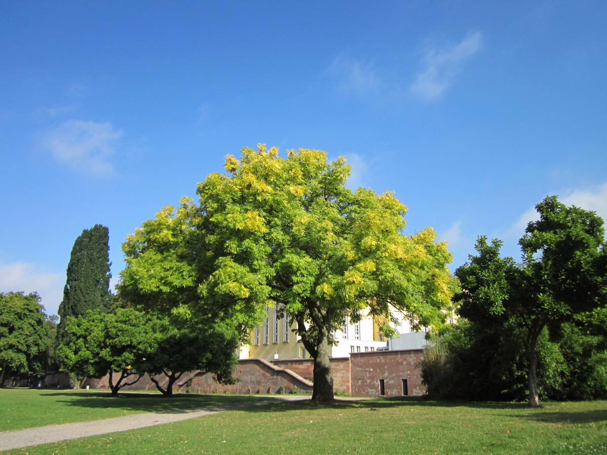 Lush green tree with hints of yellow foliage stands in a park under a bright blue sky. A stone wall and building are visible in the background.