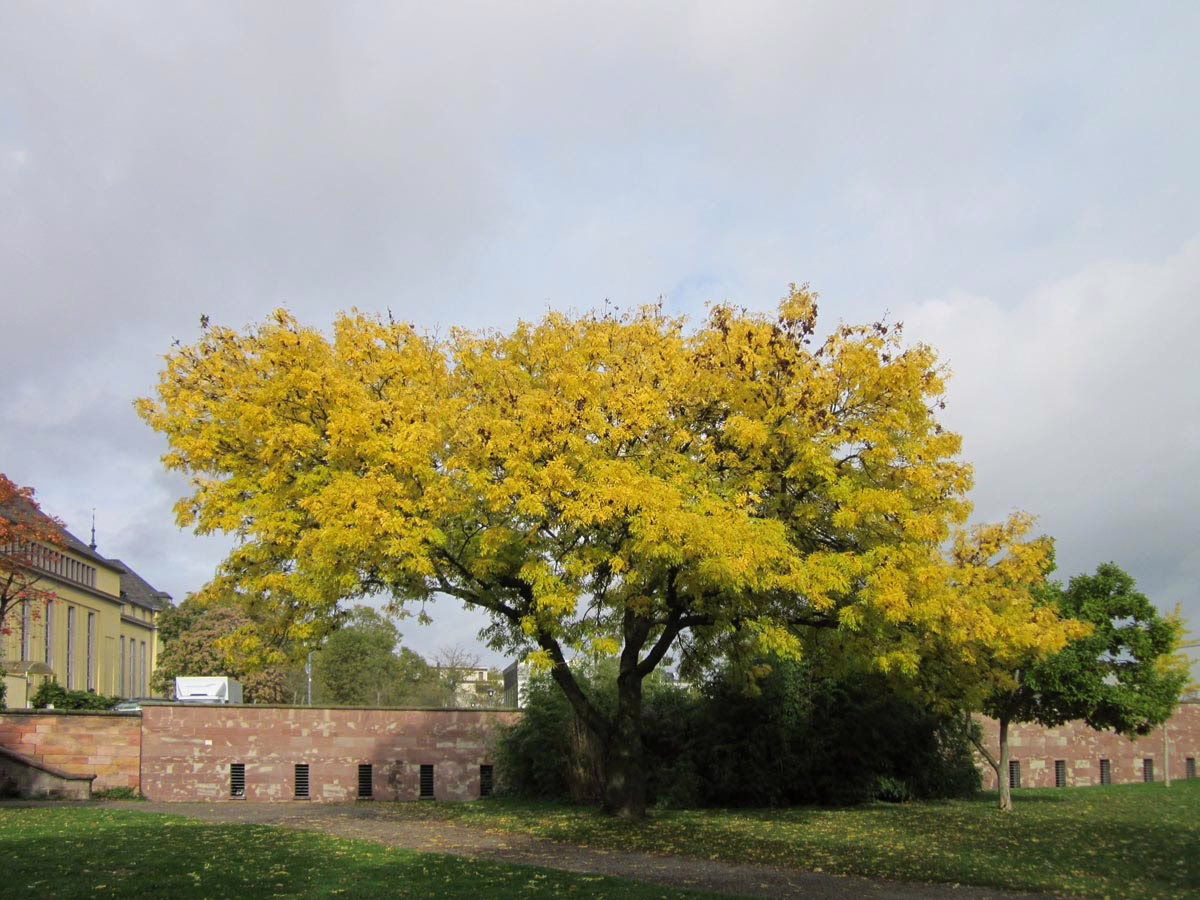 Golden tree in autumn stands out against a brick wall and cloudy sky. The tree's vibrant yellow leaves signal the fall season in a park setting.