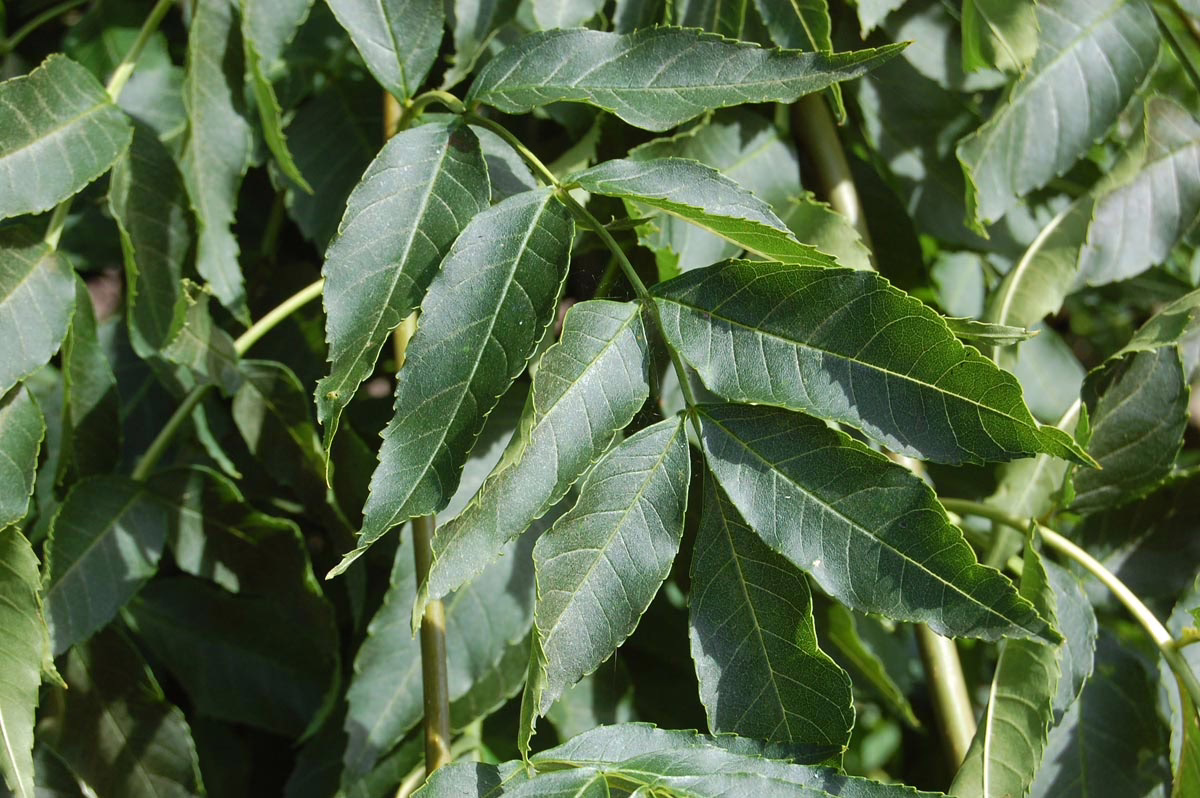 Close-up of vibrant green ash tree leaves, showcasing their textured surfaces and serrated edges in natural sunlight.