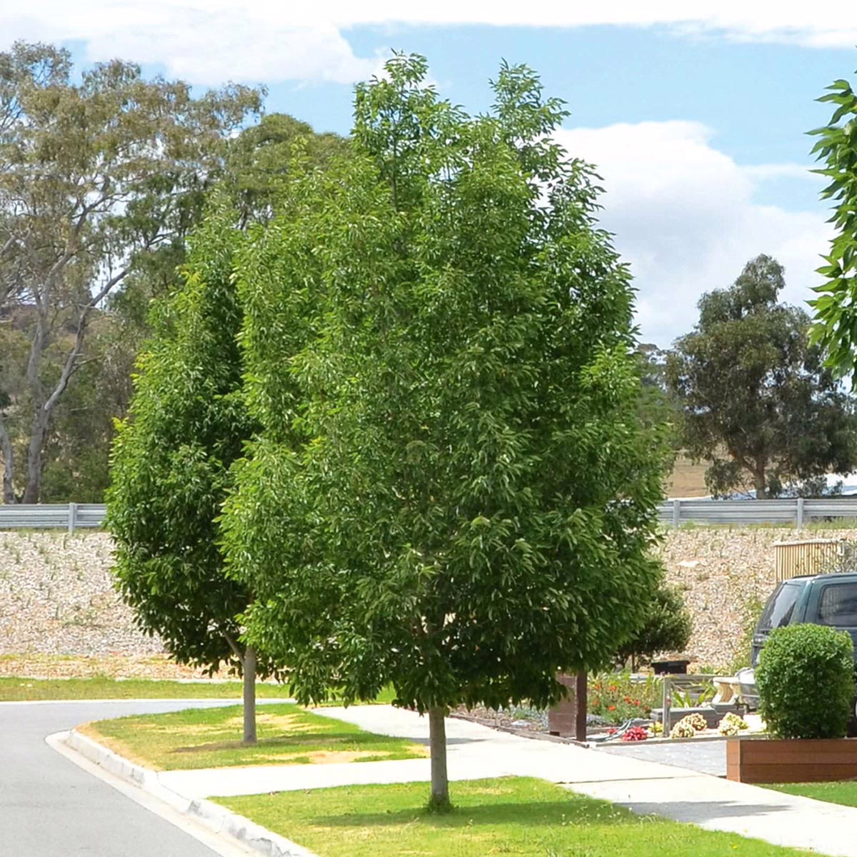 Fraxinus pennsylvanica 'Cimmzam' (Green Ash) summer form.