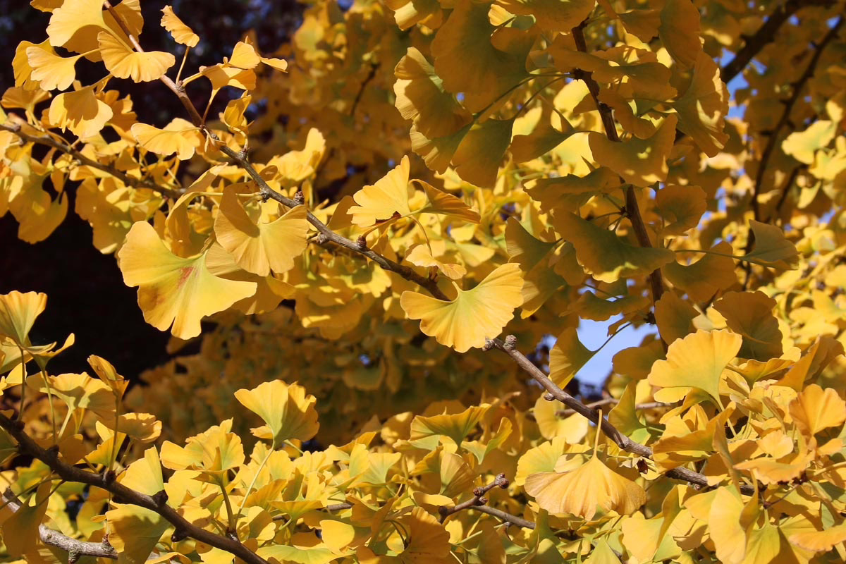 Golden ginkgo tree leaves in autumn sunlight. Branches filled with fan-shaped foliage create a vibrant yellow canopy against a soft blue sky.