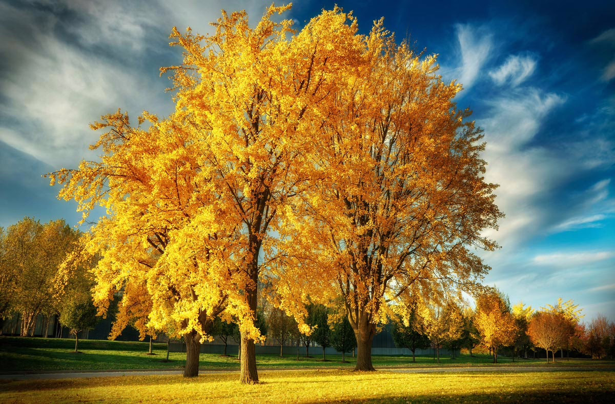 Golden ginkgo trees in full autumn foliage stand majestically against a vibrant blue sky with wispy clouds. The trees' yellow leaves create a stunning display in this fall landscape.