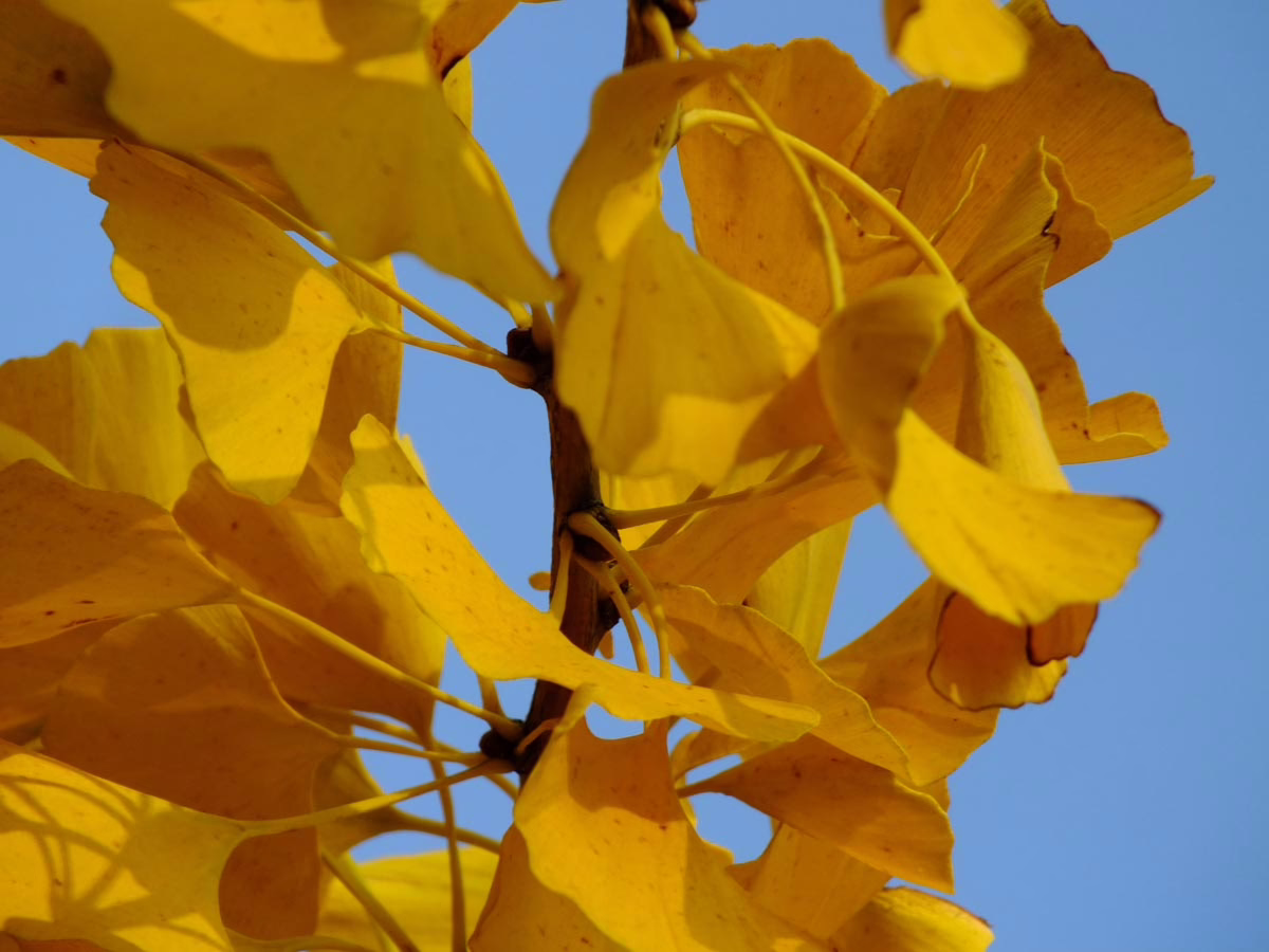 Close-up of vibrant yellow Ginkgo Biloba leaves against a clear blue sky. The fan-shaped leaves create a stunning autumn display.