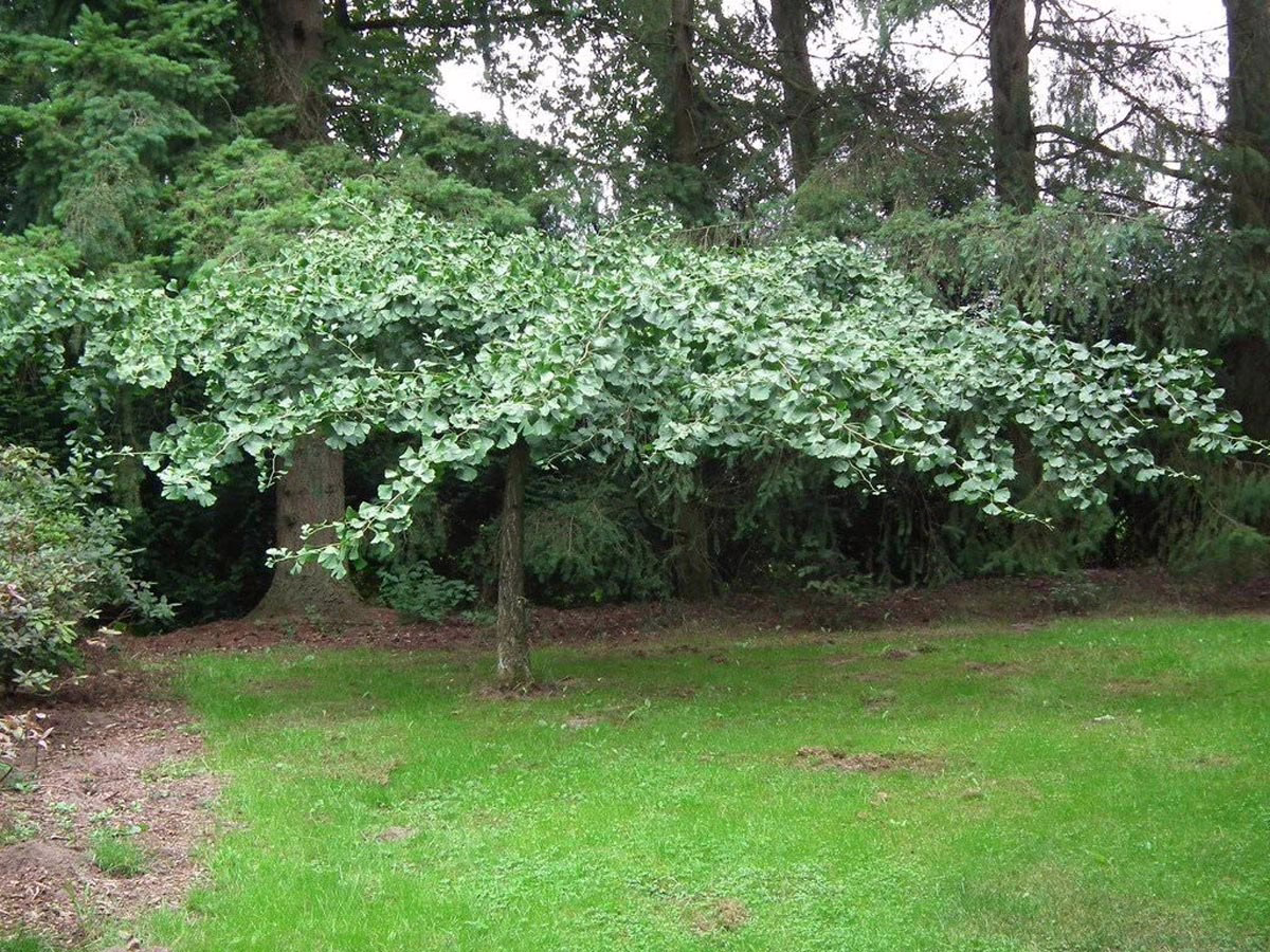 A weeping Ginkgo tree with vibrant green, fan-shaped leaves stands gracefully on a lush green lawn. The tree's branches cascade downwards, creating a unique, umbrella-like canopy against a backdrop of taller trees.