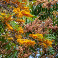 Grevillea robusta (Silky Oak) foliage.