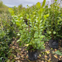 P28 Griselinia lucida (Puka) at Leafland Nursery