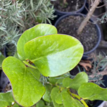 Griselinia lucida (Puka) foliage.