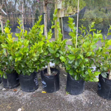 45L Griselinia lucida (Puka) at Leafland Nursery.