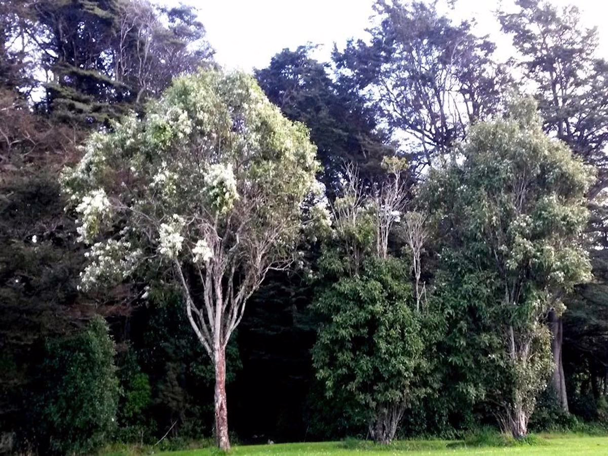 Trees with white flowers stand on a green lawn, backed by a dense forest. The scene evokes a sense of natural beauty and tranquility.