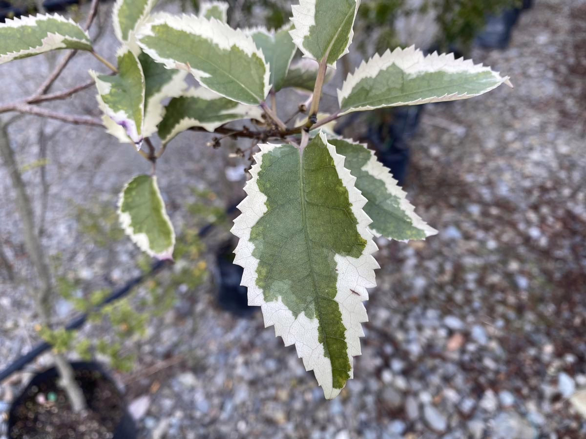 Close-up of a variegated holly branch with spiky, green and white leaves. The leaves have a unique, serrated edge and are highlighted against a blurred gravel background.