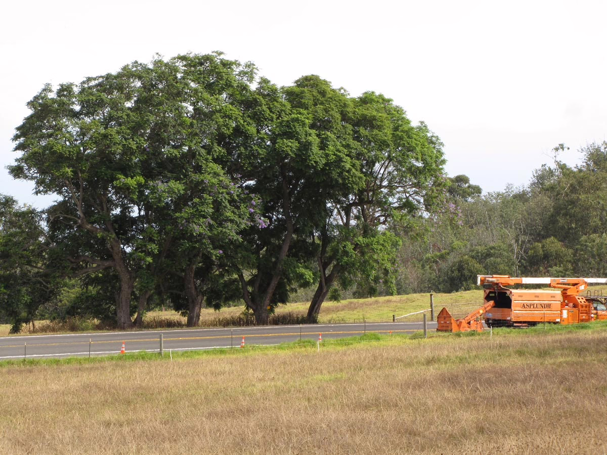 Lush green trees line a roadside next to a field of dry grass. An orange Asplundh tree trimming truck parks nearby, ready for vegetation management.