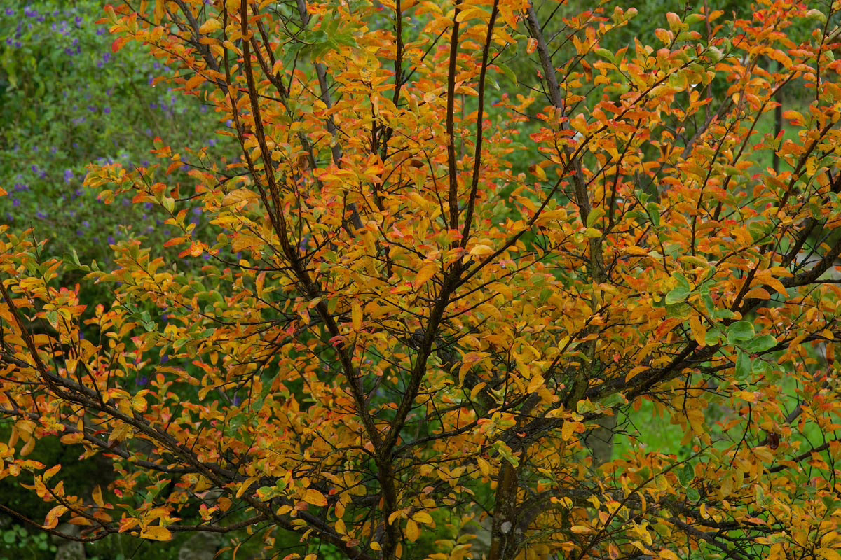 Tree with vibrant autumn foliage. Leaves transition from green to yellow and orange. A backdrop of lush green foliage with hints of purple flowers adds depth to the fall scene.