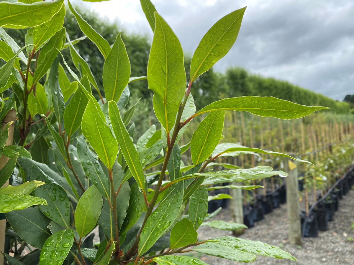 Close-up of vibrant green bay laurel leaves glistening with raindrops at a plant nursery. Rows of potted trees extend into the background under a cloudy sky.