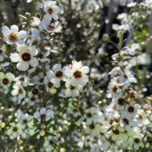 Leptospermum scoparium (Mānuka) flowers.