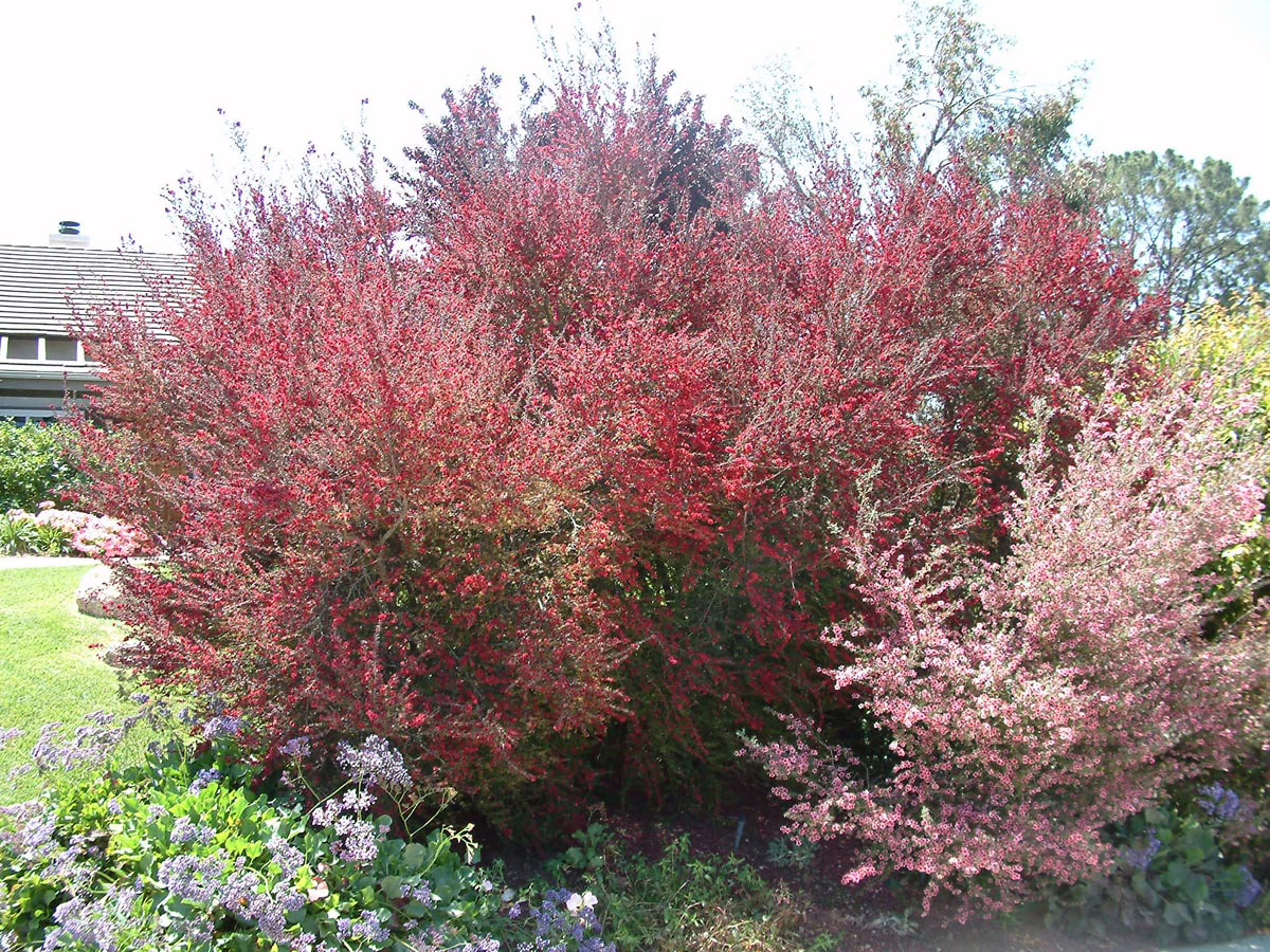 Leptospermum scoparium ‘Burgundy Queen’ (Mānuka) large plant