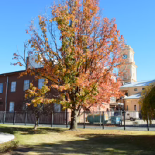 Liquidambar styraciflua (American Sweetgum) single tree.