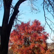 Liquidambar styraciflua (American Sweetgum) colouring.