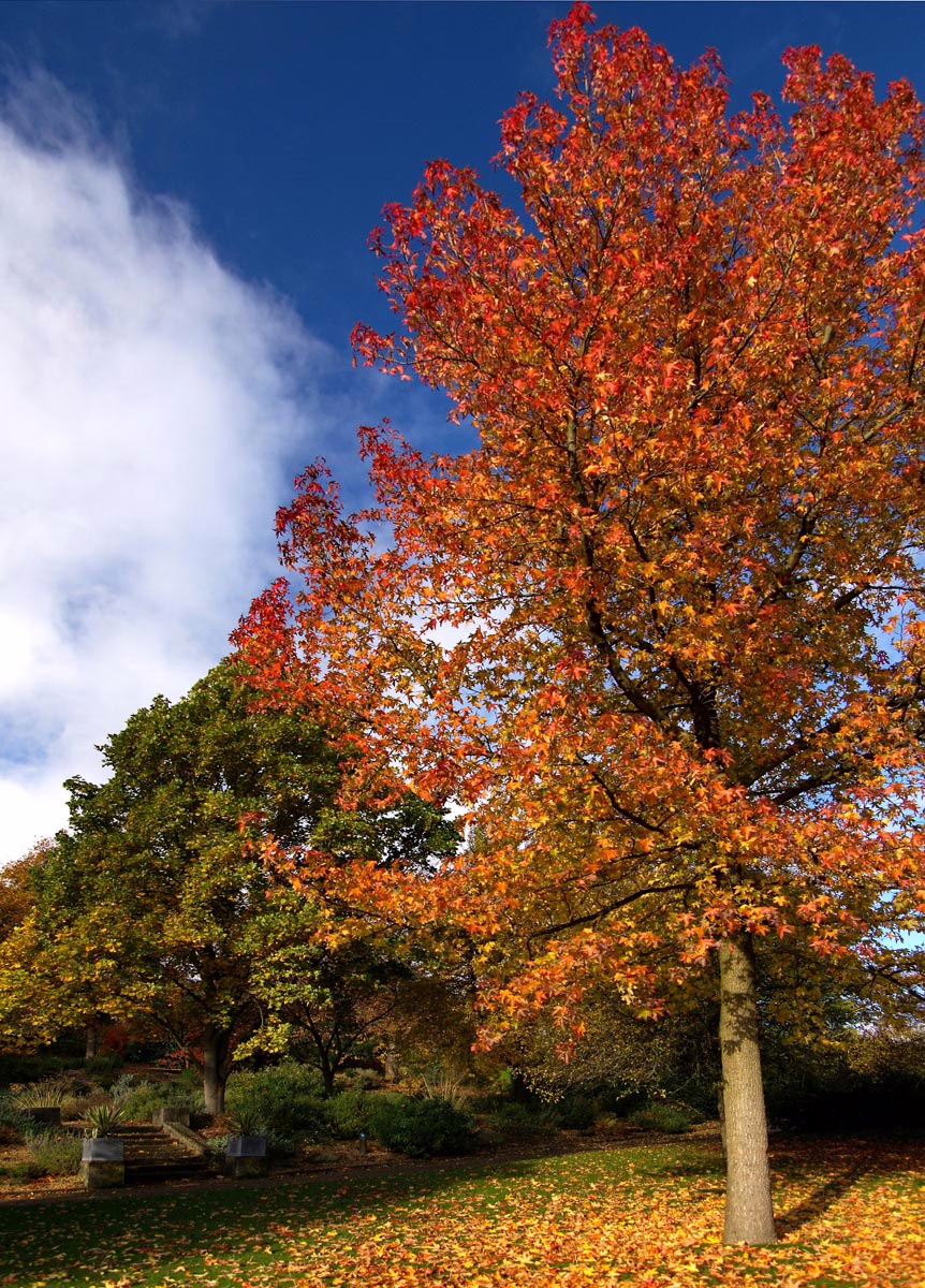 Liquidambar styraciflua 10 Liquidambar styraciflua - Image 10