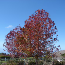 Liquidambar styraciflua (American Sweetgum) autumn colour.