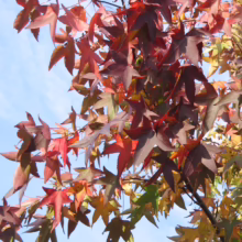 Liquidambar styraciflua (American Sweetgum) autumn foliage.