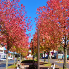 Liquidambar styraciflua (American Sweetgum) avenue.