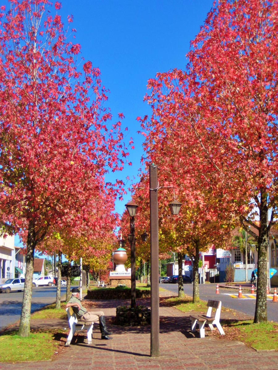 Liquidambar styraciflua 6 Liquidambar styraciflua (American Sweetgum) avenue.