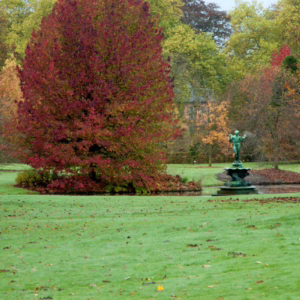 Liquidambar styraciflua 'Lane Roberts'