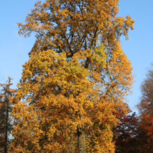 Liriodendron tulipifera (Tulip Tree) autumn colour.