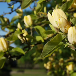Magnolia acuminata 'Koban Dori' (Cucumber Magnolia) buds.