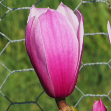 Magnolia 'Amethyst Flame' (Magnolia) single bud.