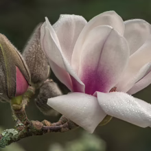 Magnolia 'Athene' (Magnolia) close up flower.