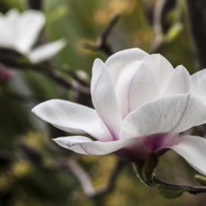 Magnolia 'Athene' (Magnolia) flower.