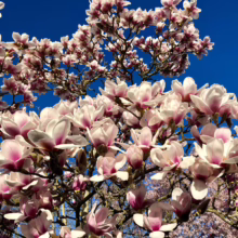 Magnolia 'Athene' (Magnolia)
