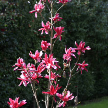 Magnolia ‘Burgundy Star’ (Magnolia) spring form.