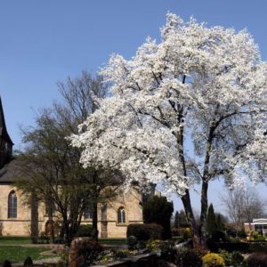 Magnolia denudata (Yulan Magnolia) large tree.
