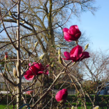 Magnolia ‘Felix’ (Magnolia) branch flowering.