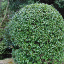 Michelia figo (Port Wine Magnolia) rounded.