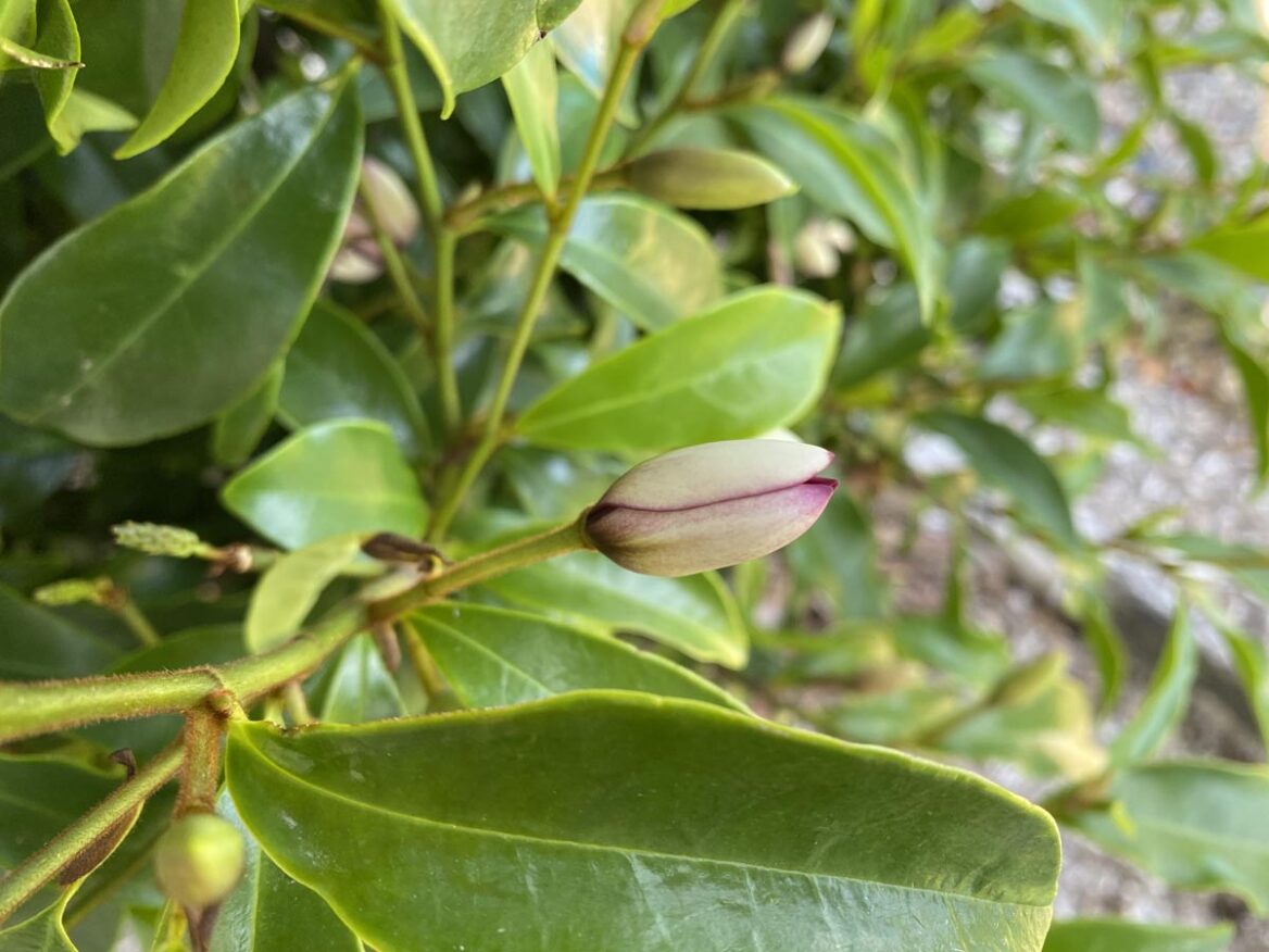 Michelia figo 3 Michelia figo (Port Wine Magnolia) bud at Leafland.