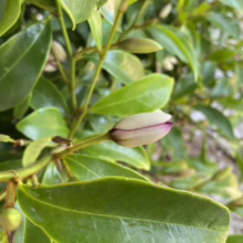 Michelia figo (Port Wine Magnolia) bud at Leafland.