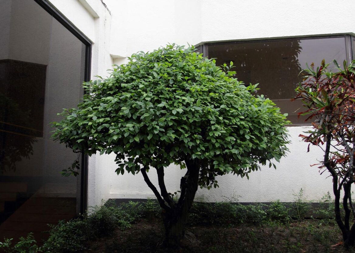 Michelia figo 8 Michelia figo (Port Wine Magnolia) as a corner feature tree.