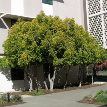 Michelia figo (Port Wine Magnolia) for privacy.