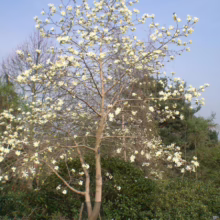 Magnolia ‘Gold Star’ (Magnolia) tree flowering.