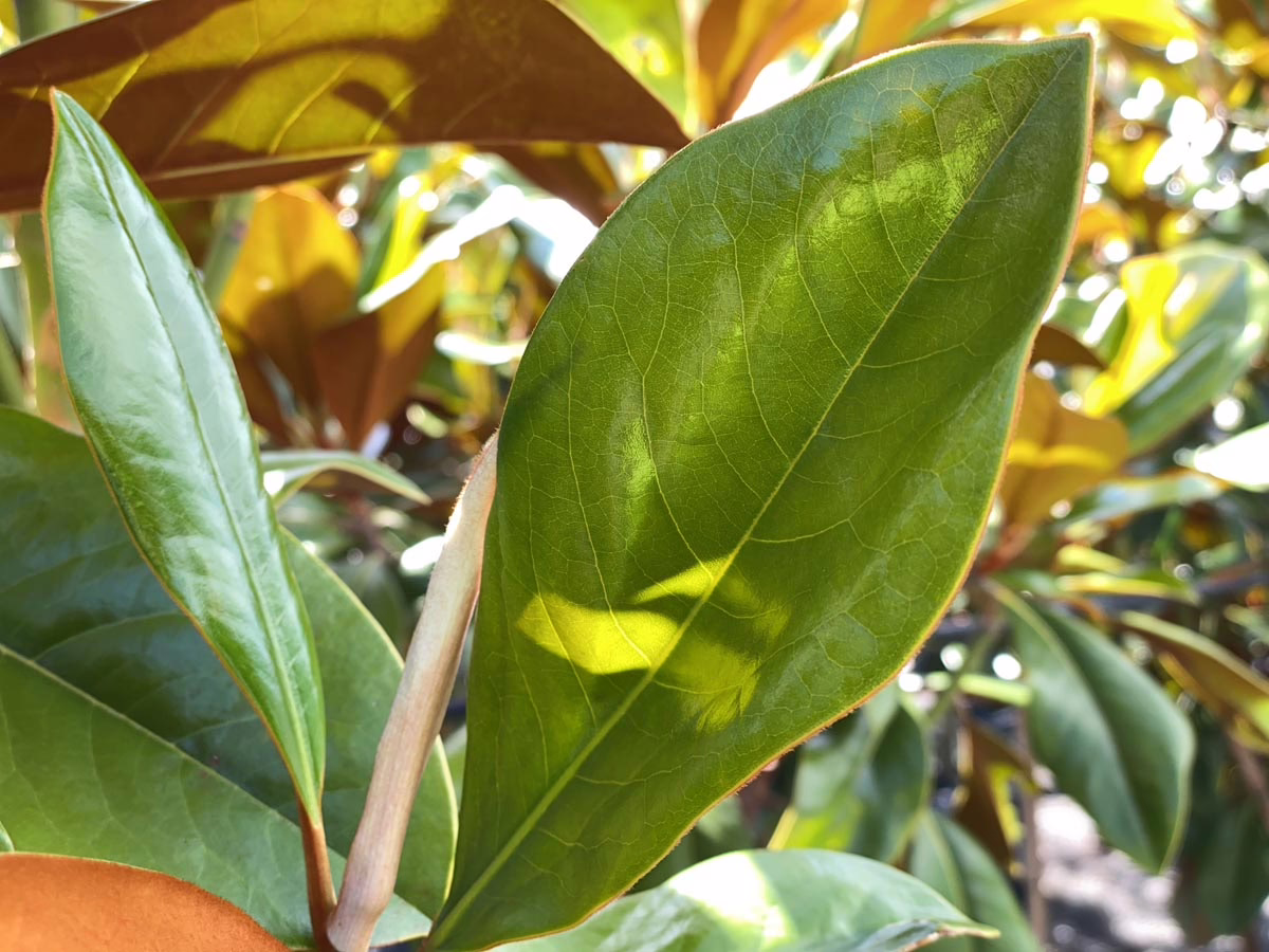 Magnolia grandiflora ‘Blanchard’ (Evergreen Magnolia) leaf.