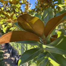 Magnolia grandiflora ‘Ferruginea’ (Evergreen Magnolia) underside of leaves.