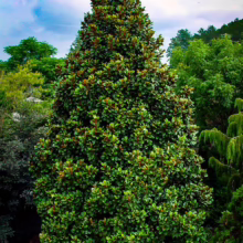 Magnolia grandiflora 'Teddy Bear' (Evergreen Magnolia) tree.