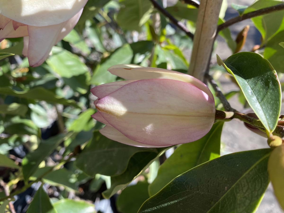 Close-up of a pink-tinged magnolia bud, nestled among glossy green leaves. The flower's delicate petals are tightly furled, hinting at the blossom to come. A vertical stake supports the plant.