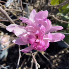 Magnolia stellata 'Jane Platt' (Star Magnolia) opening flower.