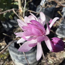 Magnolia stellata 'Jane Platt' (Star Magnolia) new flower.
